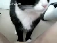 Pet Sex - Girl receives the raunchy happiness by licking of her cunt by a cat